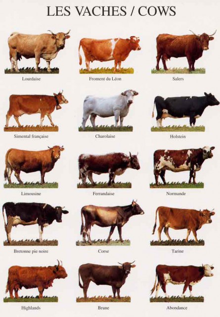 vaches.jpg (41.64 Kio) Vu 10829 fois différents design de vaches
